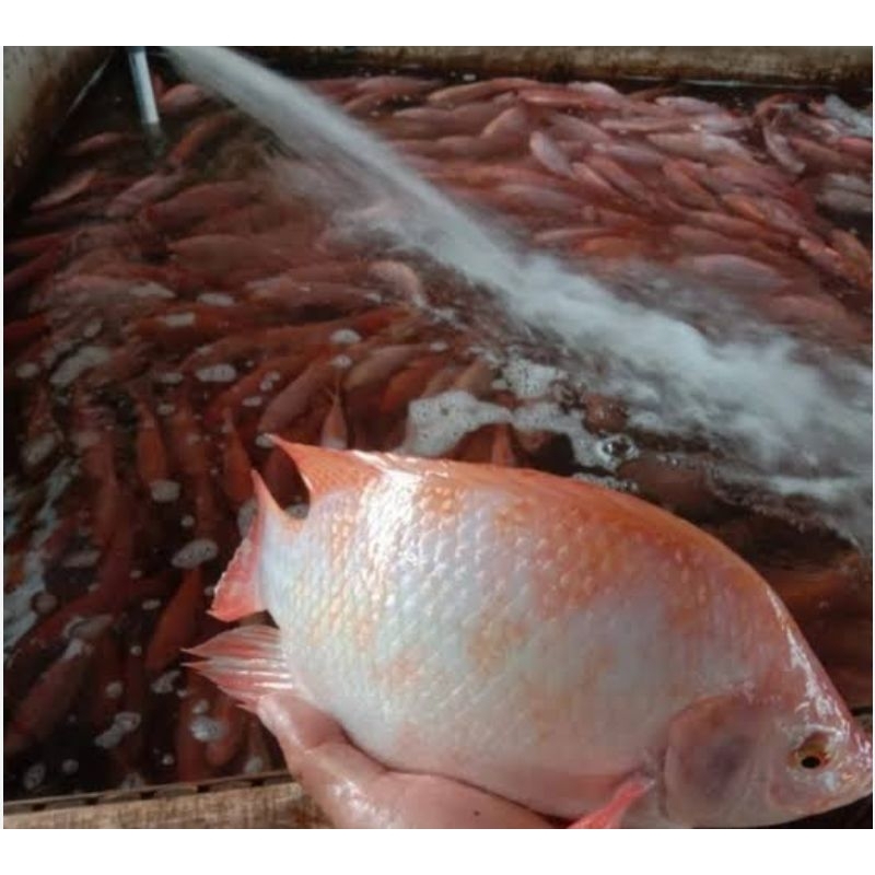 

Ikan Nila Merah Fresh 500gr