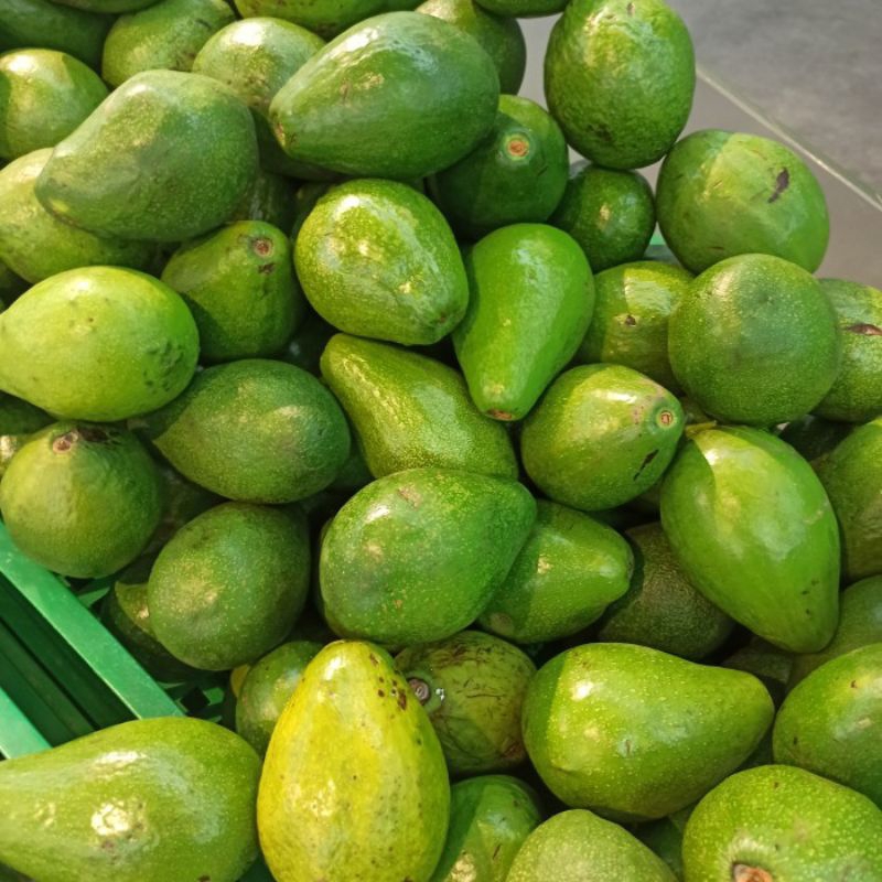 

fresh buah alpukat mentega berat 1kg