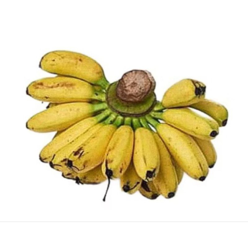 

PISANG MAULI SAMARINDA 1 SISIR