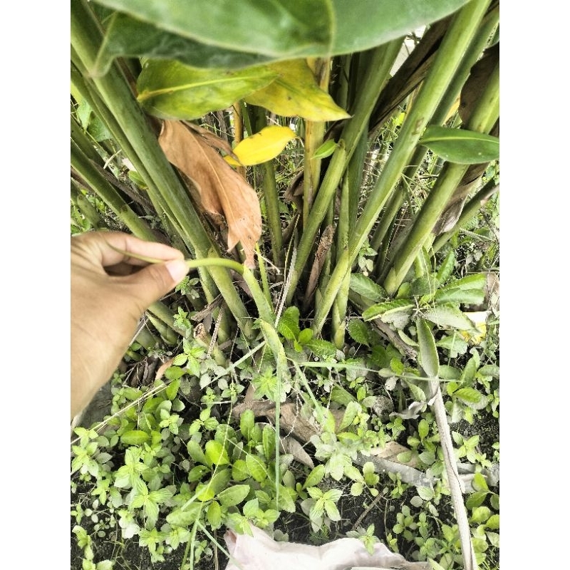 

batang rias muda 1 batang/ batang kecombrang