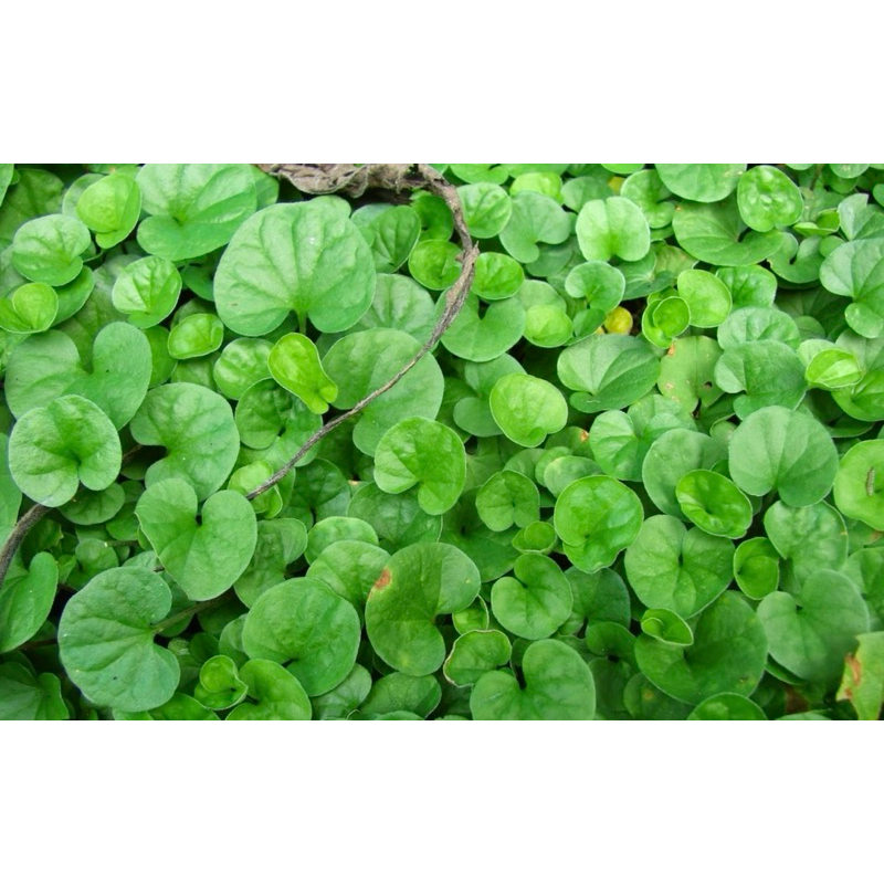 

Pegagan Antanan Daun kaki kuda . herbal 1 kilo fresh dari kebun pegunungan di bogor timur