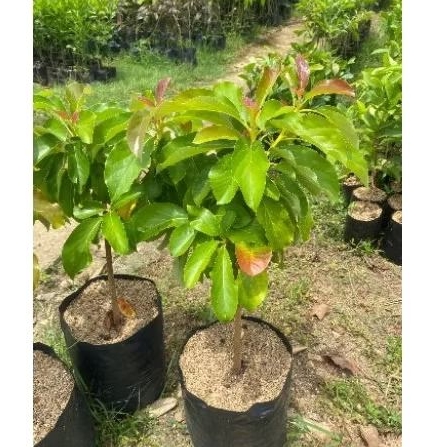 BIBIT ALPUKAT YELLOW VIETNAM