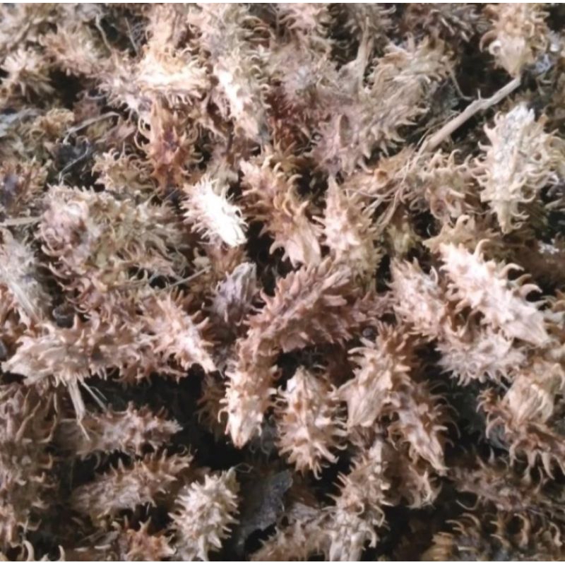 

Kayu Anyang Herbal Anyang Anyang Kering Rempah Herbal