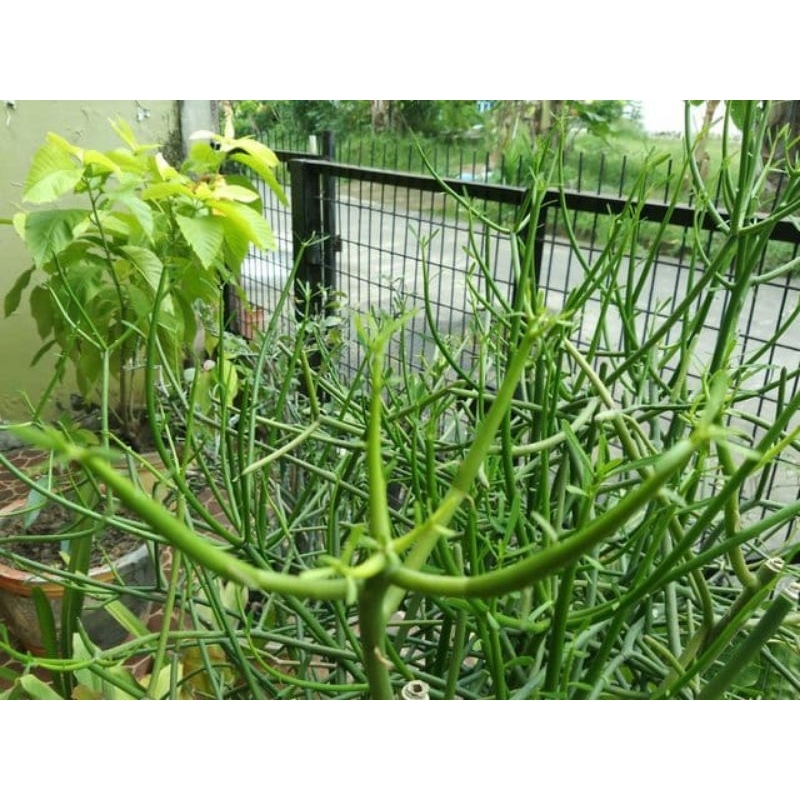 paket 10 stek tanaman patah tulang / bibit tanaman patah tulang / tanaman herbal patah tulang.