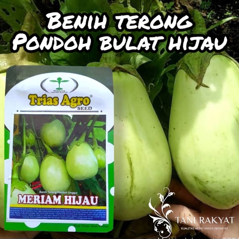 Benih Terong Bulat Pondoh Hijau Meriam Hijau 10 gr