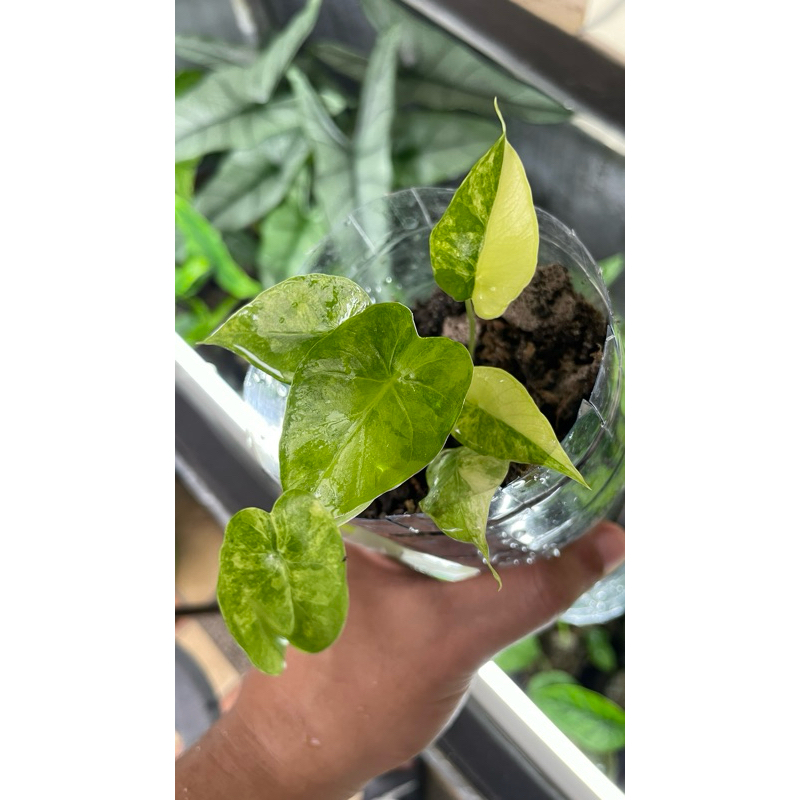 Alocasia Gageana Variegata