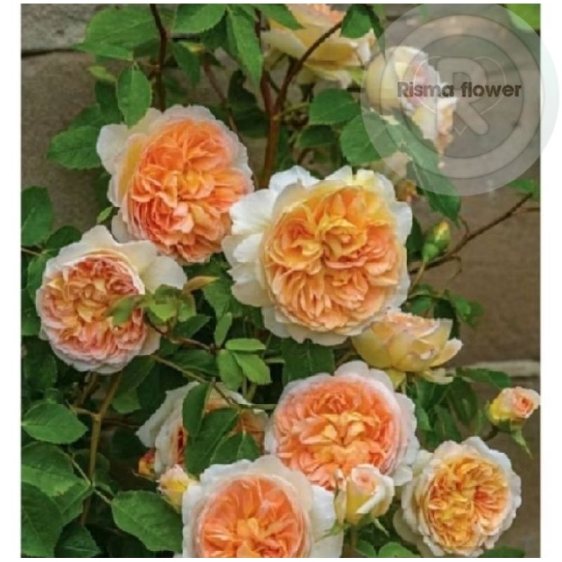 Tanaman bunga mawar IMPORT  JULIET / pohon bunga mawar harum