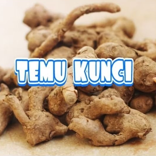 

Temu Empu Kunci Boros, empu kunci herbal segar alami 1kg