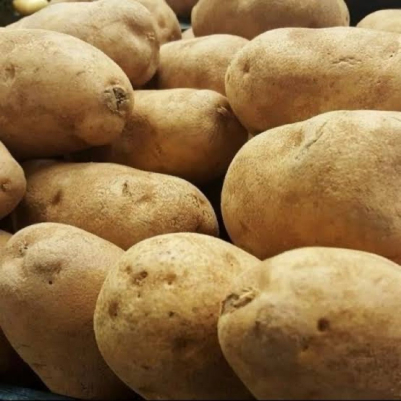 

KENTANG BROMO UKURAN TANGGUNG DAN BESAR