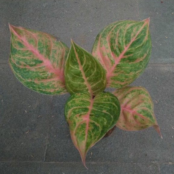 tanaman aglonema susan