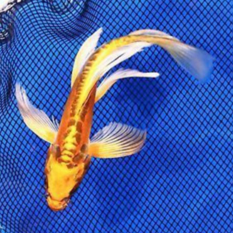 Ikan Hias Koi Kumpay Gold - Koi Slayer