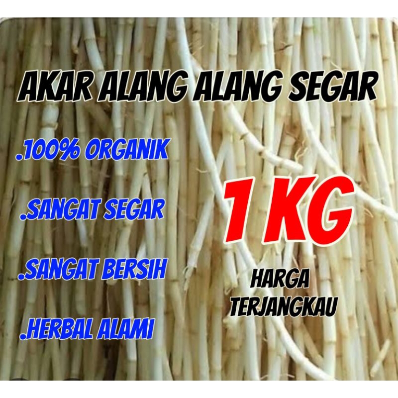 

Akar Alang Alang segar