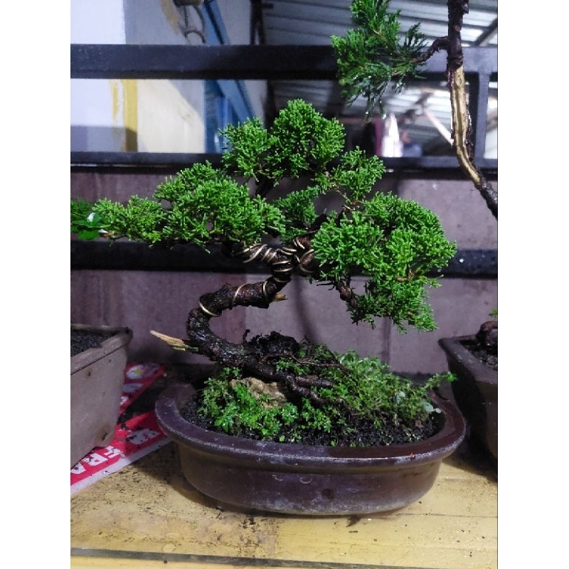 bonsai kemuning super micro 190