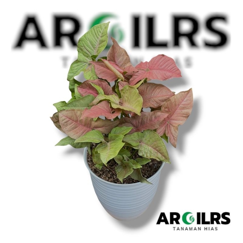 ( BISA BAYAR DI TEMPAT ) Tanaman hias syngonium pink robusta + pot tawon - Syngonium pink robusta - 