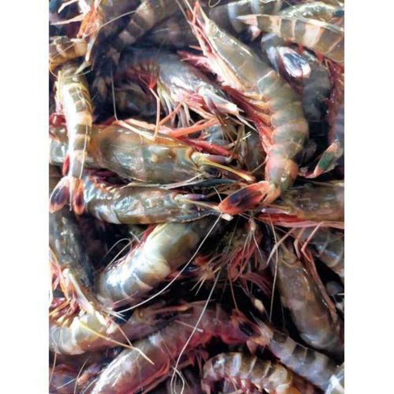 Udang Windu segar fresh pasar flamboyan/ udang Windu fresh Pasar flamboyan