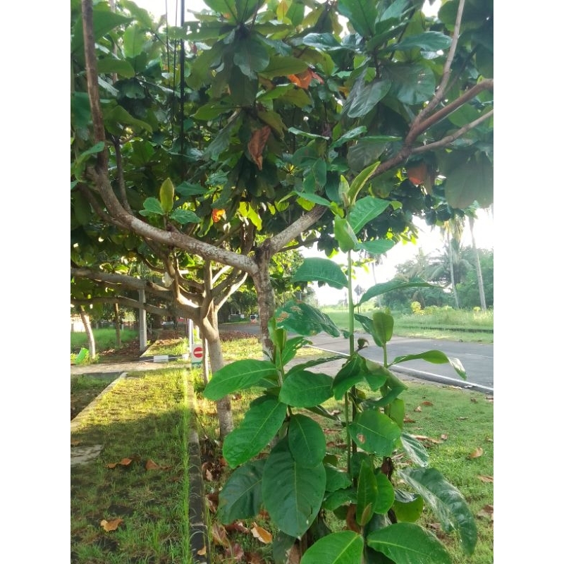 

Daun ketapang segar,10000/50lembar. Nur'falisha oll shoop