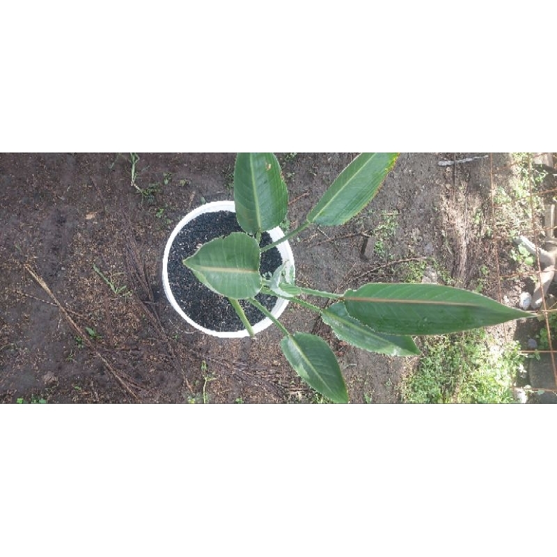 strelitzia reginae bird of paradise bunga surga