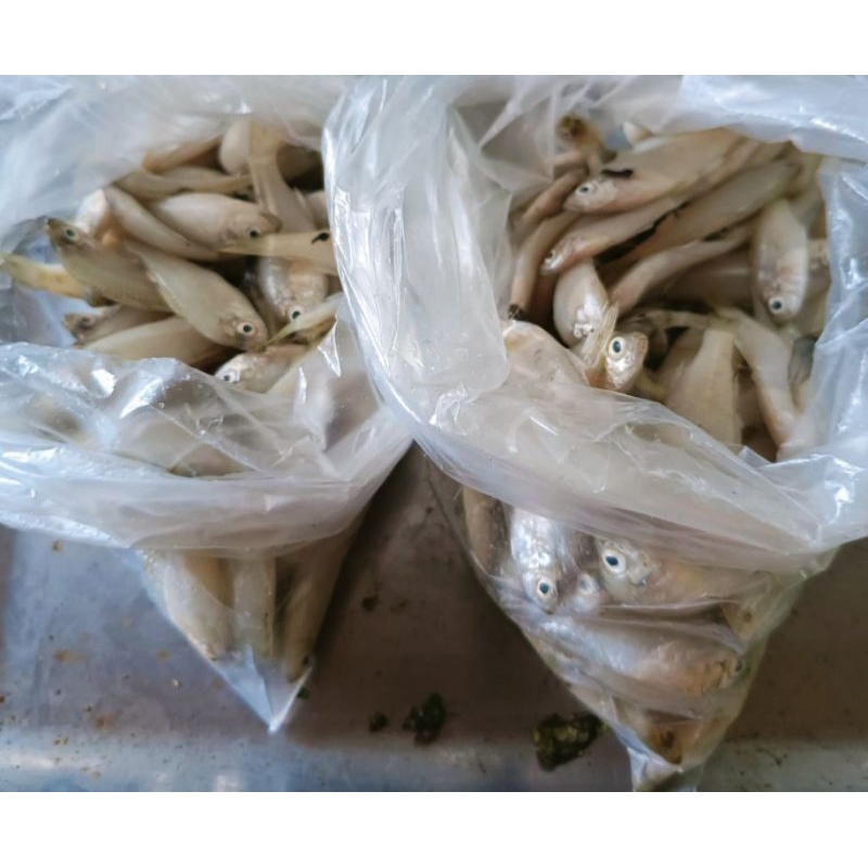 

Ikan Wader Fresh