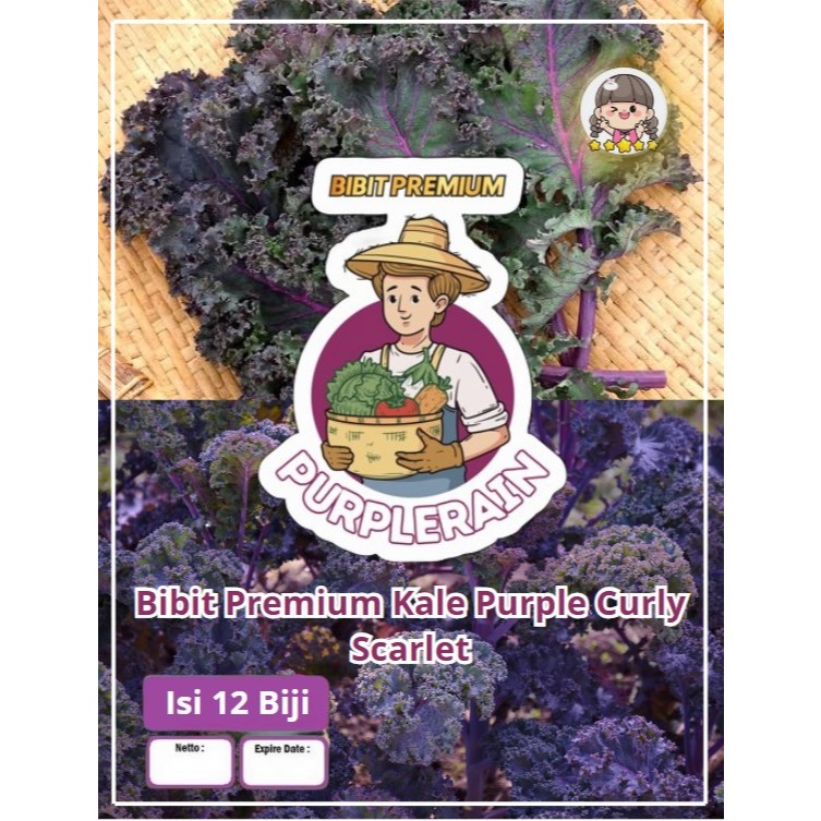 Bibit Premium Kale Purple Curly Scarlet|Benih Kale Curly Scarlet|Kale Scarlet