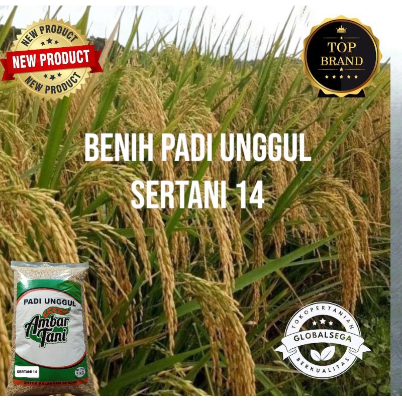 BIBIT PADI PADI UNGGUL TERBARU SERTANI 14  KEMASAN 5KG
