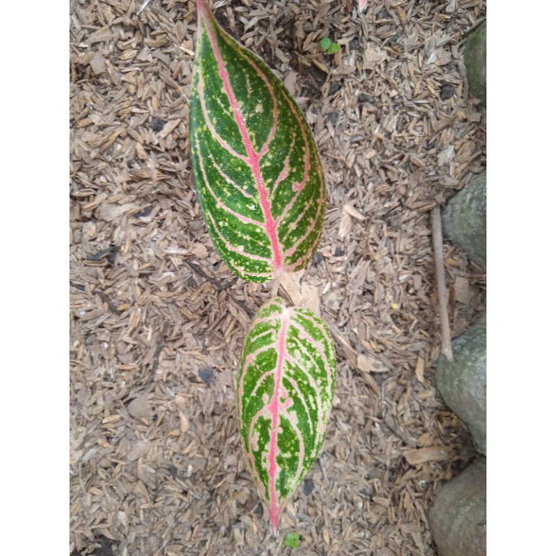 aglonema diana anakan