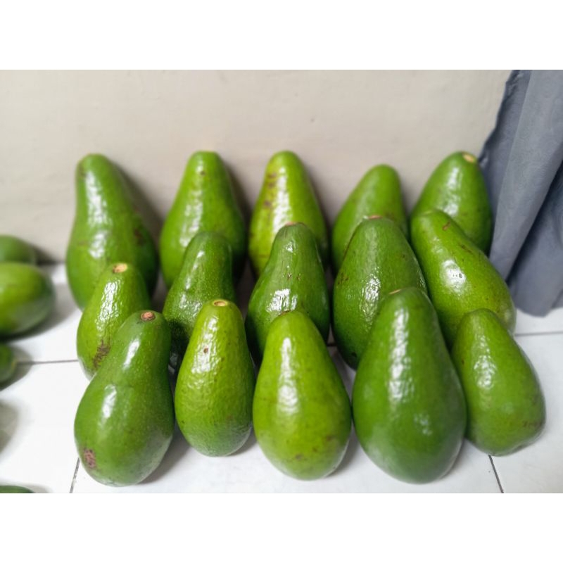 

Alpukat Mentega Jumbo 1 Buah Berat 750gram Kondisi Tua Siap Matang