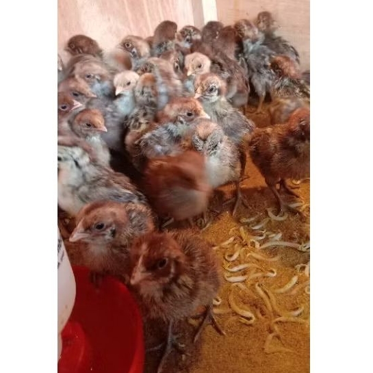 DOC AYAM ARAB (1 box) JANTAN / BETINA / CAMPUR - SUDAH DI VAKSIN