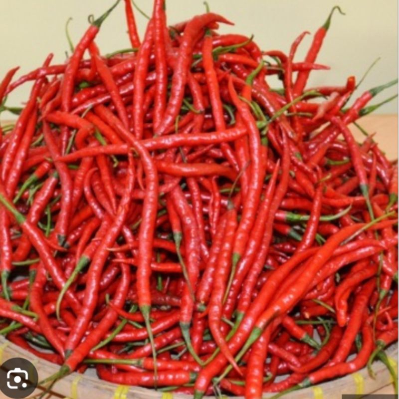 

Cabe Keriting Merah Segar ¼kg - 250gram / Cabai Keriting Merah Segar ¼kg - 250gram
