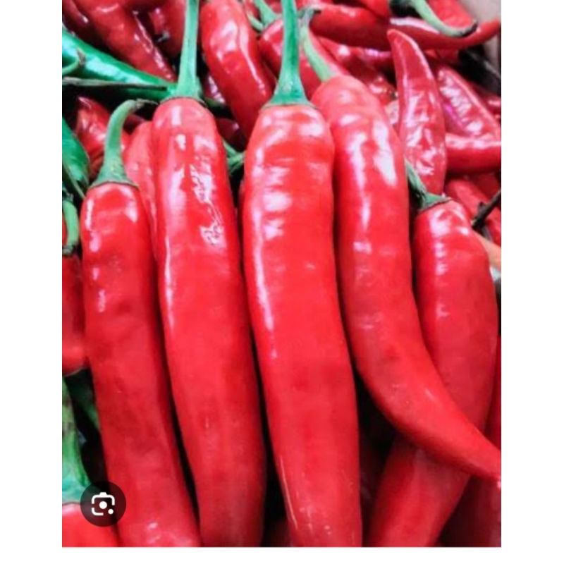 

Cabe Merah Besar Segar ¼kg - 250gram / Cabai Merah Besar Segar ¼kg - 250gram