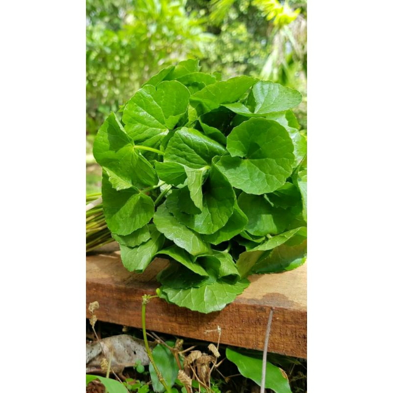 

daun pegagan/pagagan/antanan 100 gr