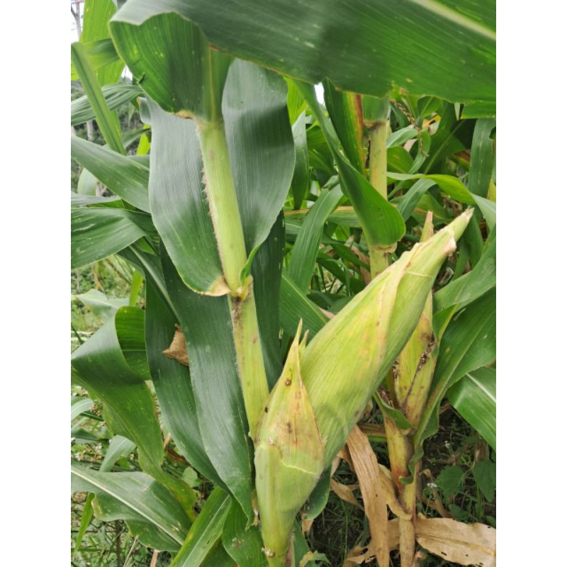 Bibit jagung hibrida jenis sumo