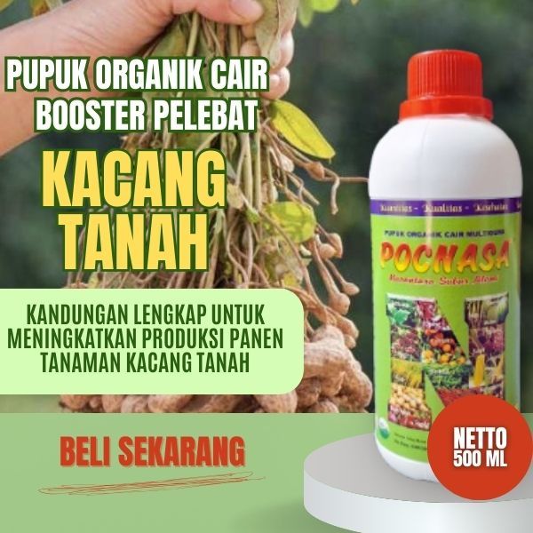 Pupuk Kacang Tanah / Pupuk Kacang Tanah Murah / Pupuk Kacang Tanah Kupas /Pupuk Kacang Tanah Mentah