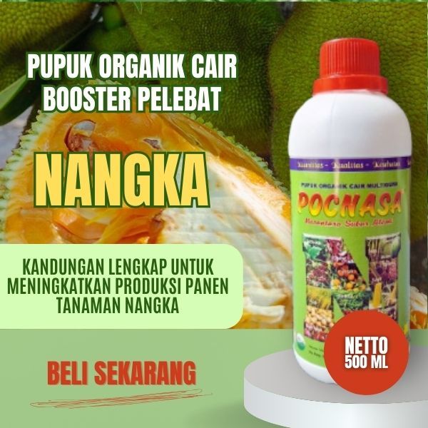 Pupuk Nangka Cepat Berbuah / Pupuk Nangka Super Lebat / Pupuk Nangka / Nangka Madu / Utuh / Kupas
