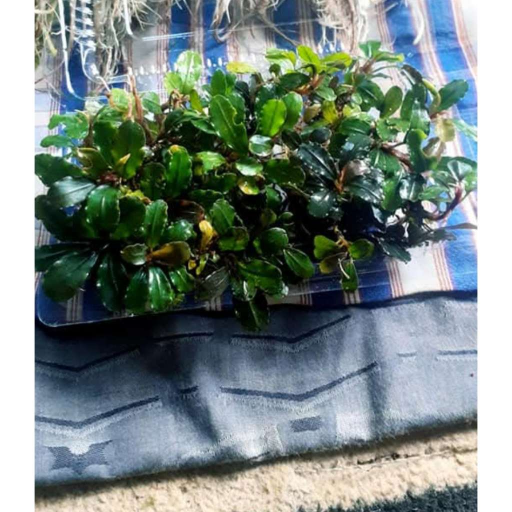 buce palendra mini coin tanaman air tanaman aquascape