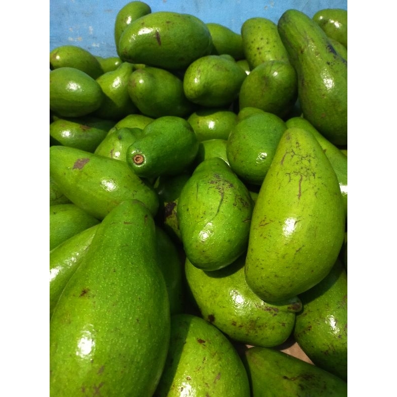 

Alpukat Mentega/Alpukat Siger Lampung/Alpukat Super