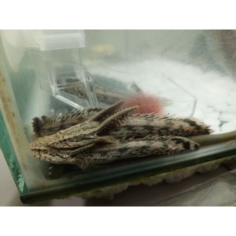 Palmas Endlicheri 8-10cm