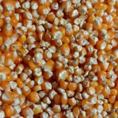 

Jagung Pipil Kering 1 kg pakan Ayam/unggas.