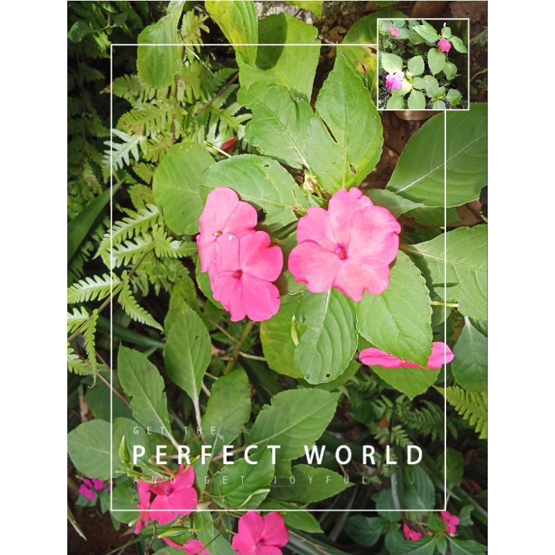 bibit tanaman pacar air impatiens walleriana per pcs