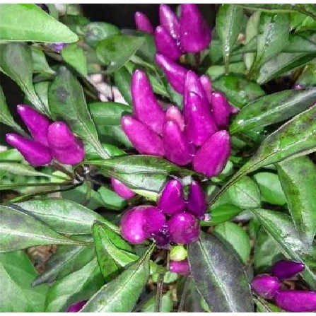 Tanaman Hidup Cabe Ungu Berbuah - Cabe Ungu - Cabe Ungu Berbuah - Bibit Cabe Ungu Berbuah