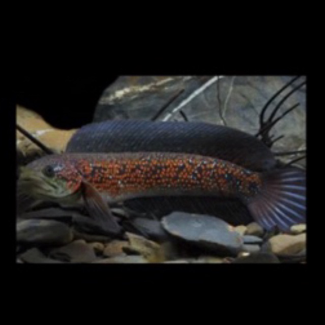 Ikan Baby gabus channa Asiatica