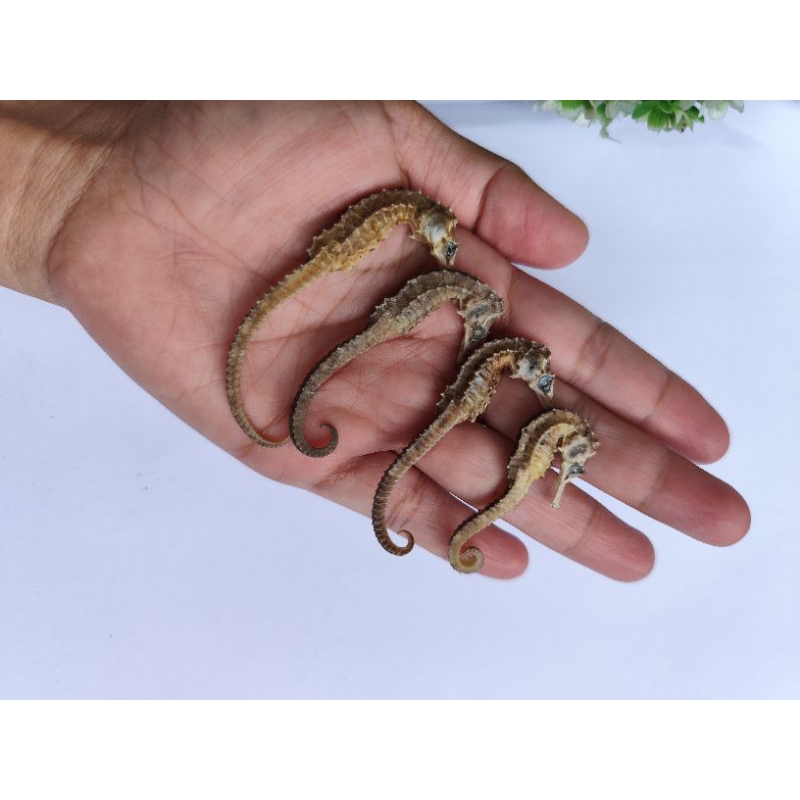 

KUDA LAUT KERING SUPER UK 5-6 CM