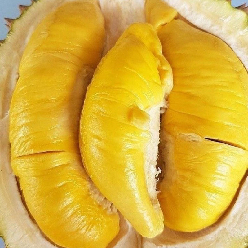 

durian musang king