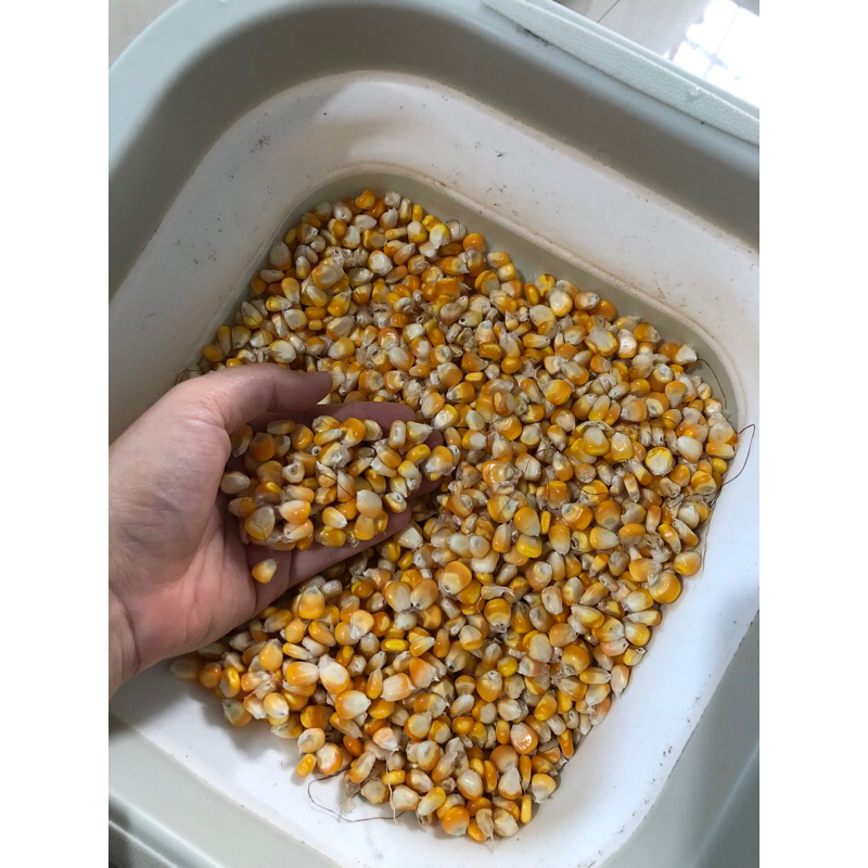 

Jagung Pipil Kering 1Kg Kualitas Super Panenan Sendiri