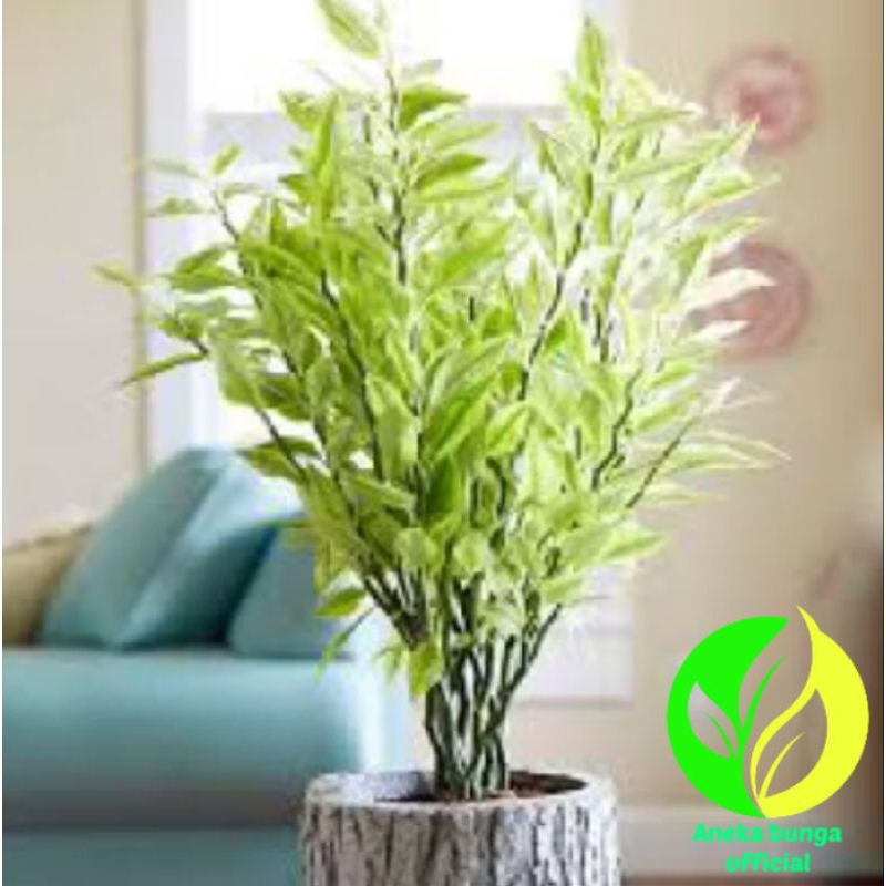 Pohon zig-zag plant / tanaman hias zig-zag plant