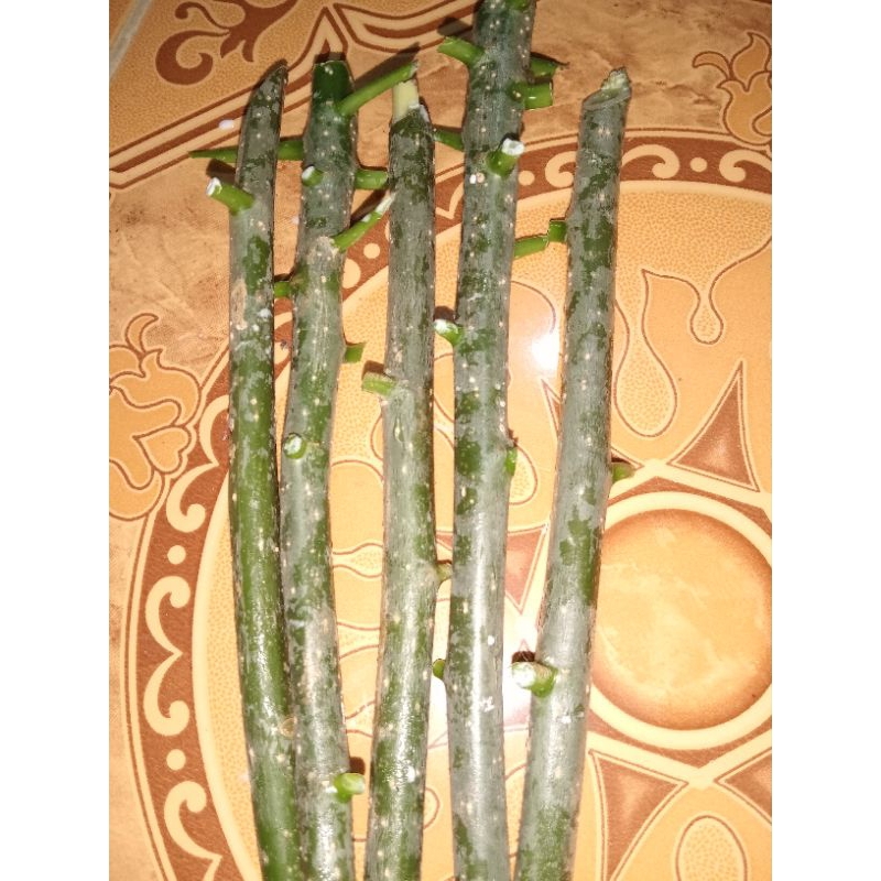 

bibit singkong/pepaya cina/jepang.