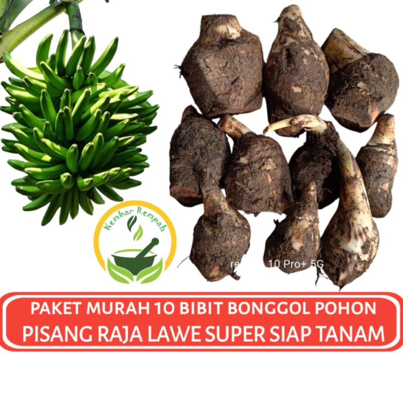 Paket Murah 10 Bibit Bonggol Pisang Raja Lawe Dongkelan Pohon Pisang Raja Lawe Super Siap Tanam