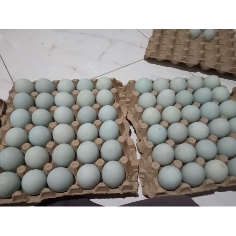 

TELOR ASIN ASLI BANYUMAS murah