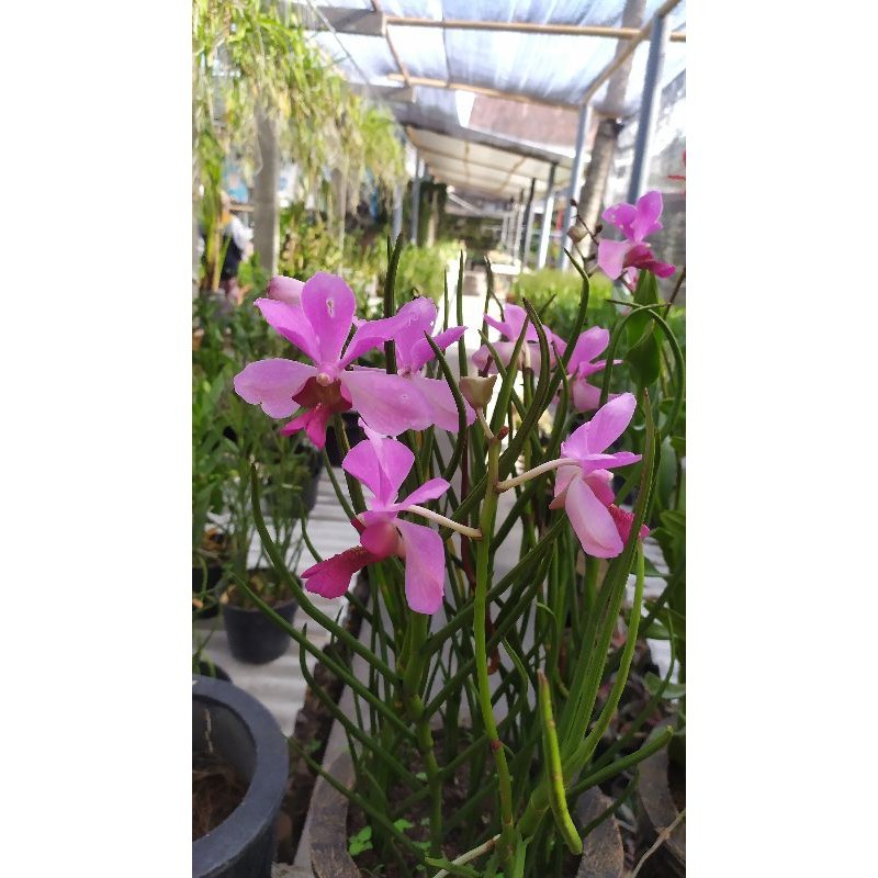 Bibit anggrek tanah Vanda douglas