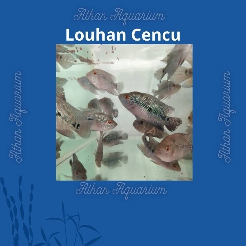 Lohan/Louhan srd mix size kecil uk 8-9cm