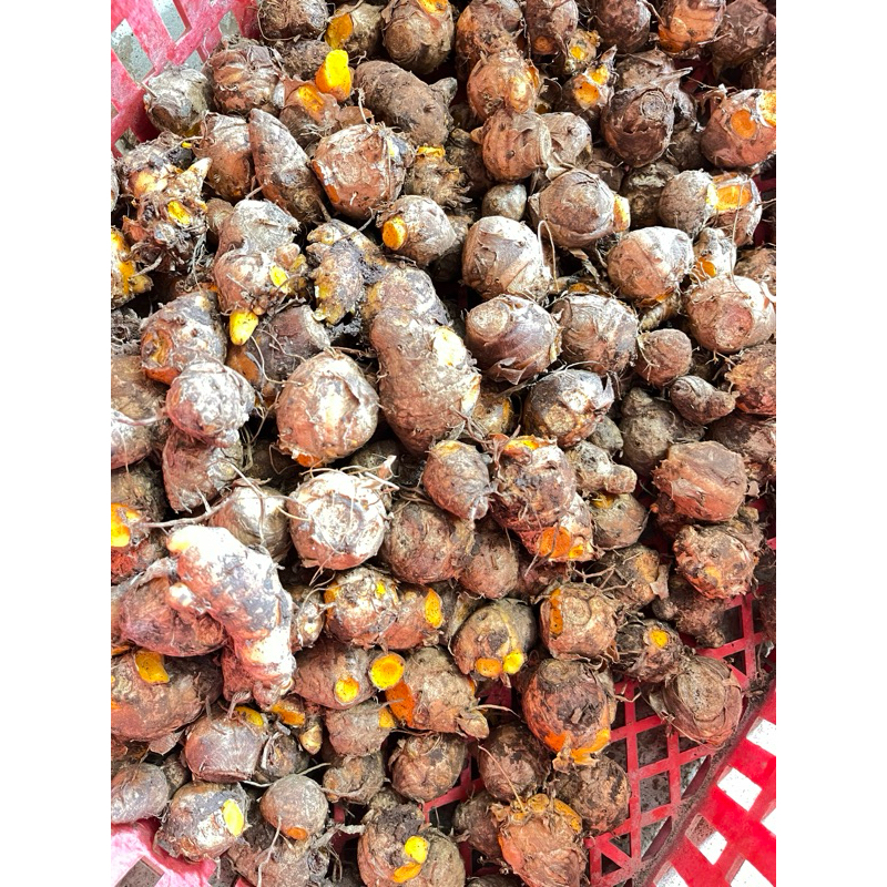 

biang bongol kunyit, bonggol kunyit, ibu kunyit berat 1 kg